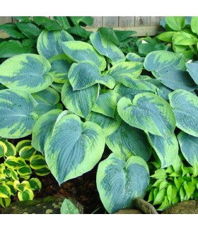 Хоста  гибридная Токудама Флавоцирциналис (Hosta hybride Tokudama Flavocircinalis) контейнер 2л