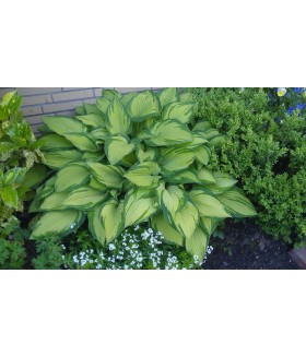 Хоста форчуна «Альбопикта» (Hosta fortunei Albopicta) контейнер 2л