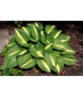 Хоста гибридная Энн Кульпа (Hosta hybride Ann Kulpa) контейнер 2л