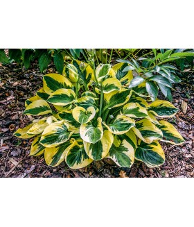Хоста гибридная Брим Кап (Hosta hybride Brim Cup) контейнер 2л