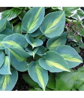Хоста гибридная Гранд Маркью (Hosta hybride Grand Marquee) контейнер 2л