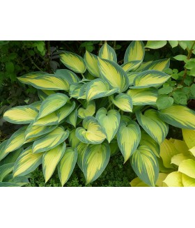 Хоста гибридная Джун (Hosta hybride June) контейнер 2л