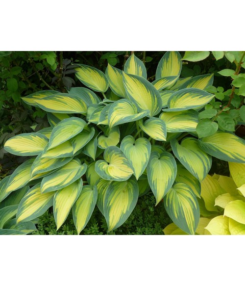 Хоста гибридная Джун (Hosta hybride June) контейнер 2л Хоста гибридная Джун (Hosta hybride June) контейнер 2л