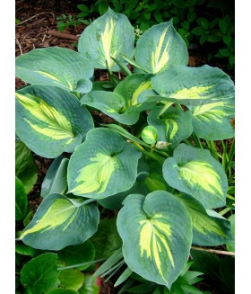 Хоста гибридная  Дрим Квин (Hosta hybride  Dream Queen) контейнер 2л