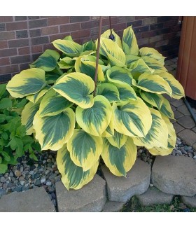 Хоста гибридная Либерти (Hosta hybride Liberty) контейнер 2л
