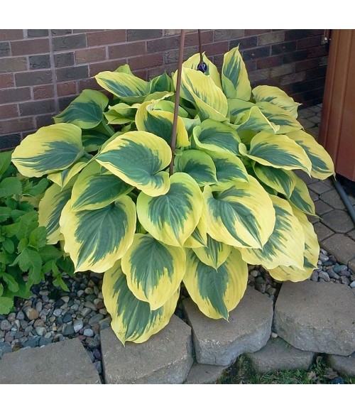 Хоста гибридная Либерти (Hosta hybride Liberty) контейнер 2л Хоста гибридная Либерти (Hosta hybride Liberty) контейнер 2л