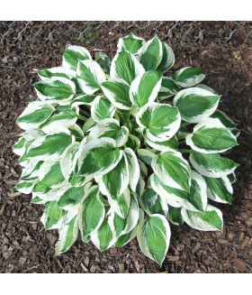 Хоста гибридная Минитмен (Hosta hybride MinuteMan) контейнер 2л