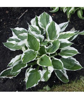 Хоста гибридная Патриот (Hosta hybride Patriot) контейнер 2л