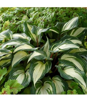 Хоста гибридная Распберри Сандей (Hosta hybride Raspberry Sundae) контейнер 2л