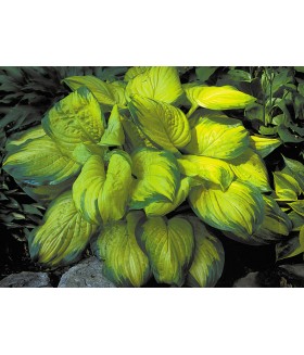 Хоста гибридная Стейнд Гласс (Hosta hybride  Stained Glass) контейнер 2л