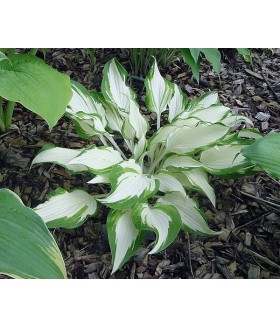 Хоста гибридная Вайт Кристмас (Hosta hybride White Christmas) контейнер 2л