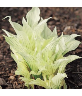 Хоста гибридная Уайт Фезер (Hosta hybride White Feather) контейнер 2л