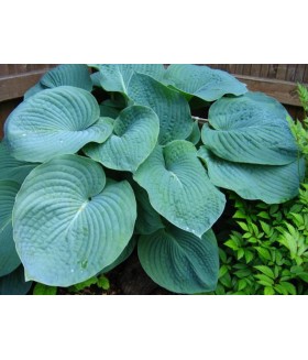Хоста гибридная Элеганс (Hosta hybride Elegans) контейнер 2л