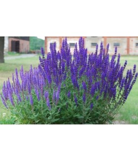 Шалфей дубравный Дип Блю Филд (Salvia nemorosa Deep Blue Field) контейнер 2л
