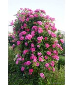 Роза плетистая  Zephirine Drouhin (Россия), контейнер 5 л