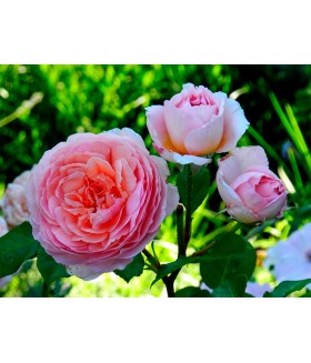 Роза кустовая шраб Abraham Darby (Эбрехем Дерби) контейнер 5л