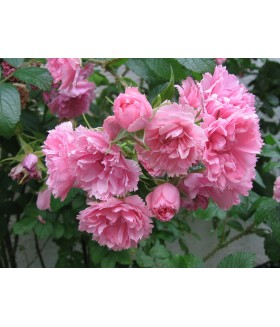 Роза парковая кустовая Pink Grootendorst ( Пинк Грутендорст) контейнер 5л