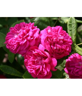 Роза парковая кустовая Rose de Rescht (Роз Де Решт) контейнер 5л