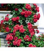 Роза плетистая Rosarium Uetersen (Розариум Ютерзен) контейнер 5л