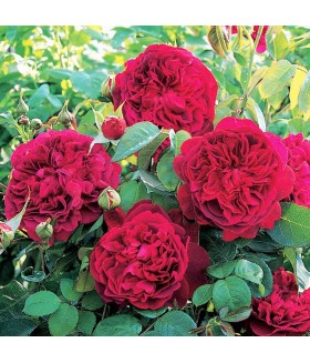 Роза английская кустовая William Shakespeare (Вильям Шекспир) контейнер 5л