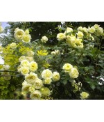 Роза плетистая Elfe (Эльф) контейнер 5л