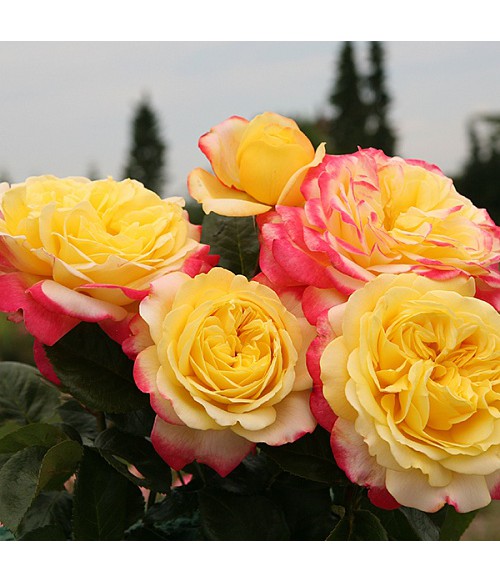 Роза чайно-гибридная Kordes' Jubilee, контейнер 3 л Роза чайно-гибридная Kordes' Jubilee, контейнер 3 л