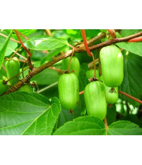 Актинидия коломикта Sentyabrskaya (Actinidia kolomikta Sentyabrskaya) контейнер 3л
