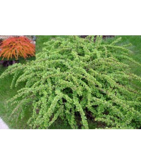 Барбарис тунберга Green Carpet (Berberis thunbergi Green Carpet) контейнер 5л