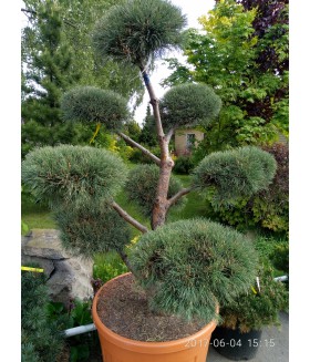 Сосна обыкновенная Watereri bonsai (Pinus sylvestris) контейнер 180 л, высота 150-180см