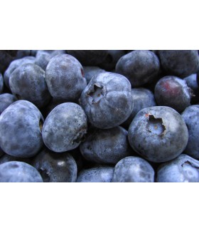 Голубика садовая Bluecrop, контейнер 5л