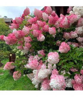 Гортензия метельчатая Ванилла Фрейз (Hydrangea paniculata 'Vanille fraise) контейнер 7л