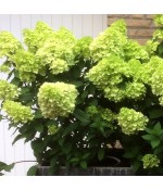 Гортензия метельчатая Мохито (Hydrangea paniculata Mojito) контейнер 7-10л