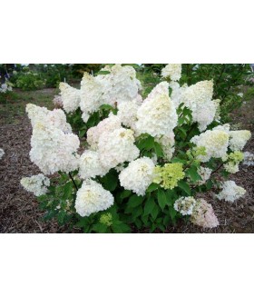 Гортензия метельчатая Диамантино (Hydrangea paniculata 'Diamantino) контейнер 5л