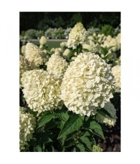  Гортензия метельчатая Коттон Крем (Hydrangea paniculata 'Cotton Cream) контейнер 7л 