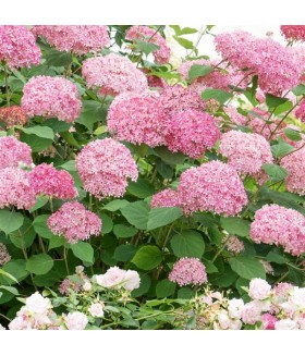 Гортензия древовидная Пинк Пинкушен (Hydrangea arborescens Pink Pincushion) контейнер 5л