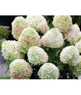 Гортензия метельчатая Саммер Лав (Hydrangea paniculata 'Summer Love) контейнер 5л