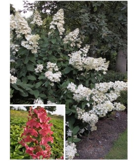Гортензия метельчатая Пинк Диамонд (Hydrangea paniculata 'Pink Diamond') контейнер 7-10л