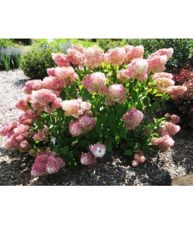 Гортензия метельчатая Мэджикал Свит Саммер (Hydrangea paniculata 'Magical sweet summer') контейнер 25л