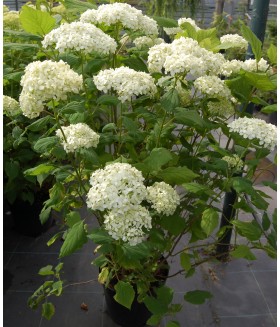 Гортензия древовидная Annabelle (Hydrangea arborescens),100/120 см контейнер10л, 