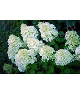 Гортензия метельчатая Сильвер Доллар (Hydrangea paniculata 'Silver dollar) контейнер 25л