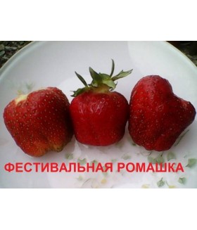 Земляника садовая ( клубника) Фестивальная ромашка 