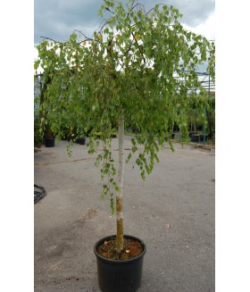 Береза повислая Youngii (Betula pendula) C35 PA 180 - 220