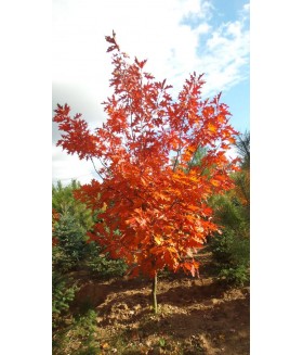 Дуб красный (Quercus rubra) контейнер 11л