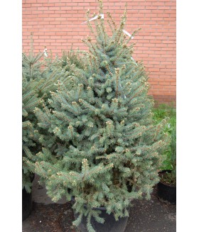 Ель колючая Glauca, контейнер, 160/180 см