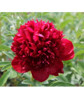 Пион молочноцветковый  Рэд Шарм (Paeonia Red Charm) контейнер 2л