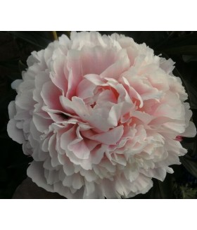 Пион молочноцветковый Баронесса Шрёдер (Paeonia lactiflora Baroness Schroeder) контейнер 2л