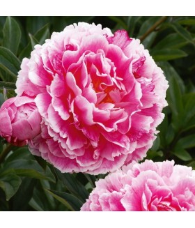 Пион молочноцветковый Кёнингин Вильгельмина (Paeonia lactiflora Koningin Wilhelmina) контейнер 2л