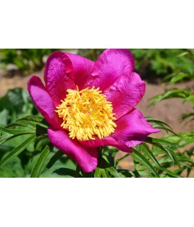 Пион уклоняющийся (Paeonia botanisch mascula) контейнер 2л