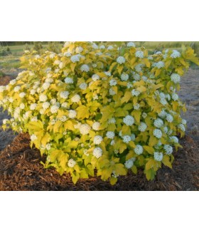 Пузыреплодник калинолистный Дартс Голд (Physocarpus opulifolius 'Dart's Gold') контейнер 3л