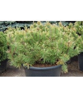 Сосна горная Wintergold, контейнер 5 л .